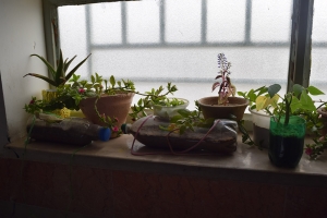 Plants grown by children in relation with books with environmental themes - Read with Me in South Khorasan - Mar 2016