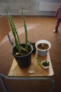 Plants grown by children in relation with books with environmental themes - Read with Me in Boshrouyeh - April 2016