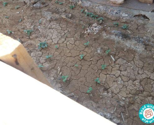 بلندخوانی کتاب هویج پالتوپوش، سرپل ذهاب، مرداد 96