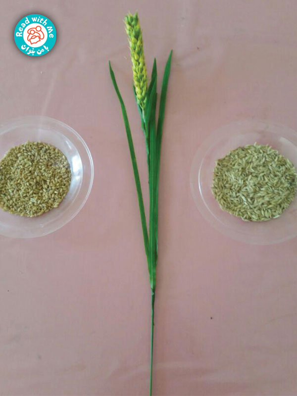 پیش از بلندخوانی بذر گندم و جو و خوشه‌ای از گندم را به کودکان نشان دادم.