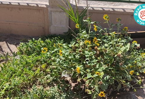 کودکان بم- انجمن حمایت از کودکان کار