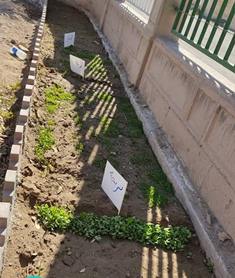 کاشت دانه با لولوپی